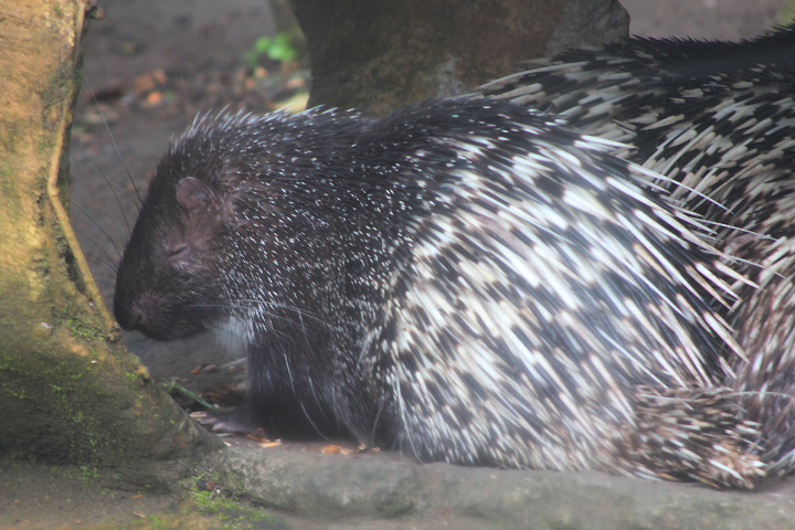 Malayan porcupine (Hystrix brachyura brachyura)