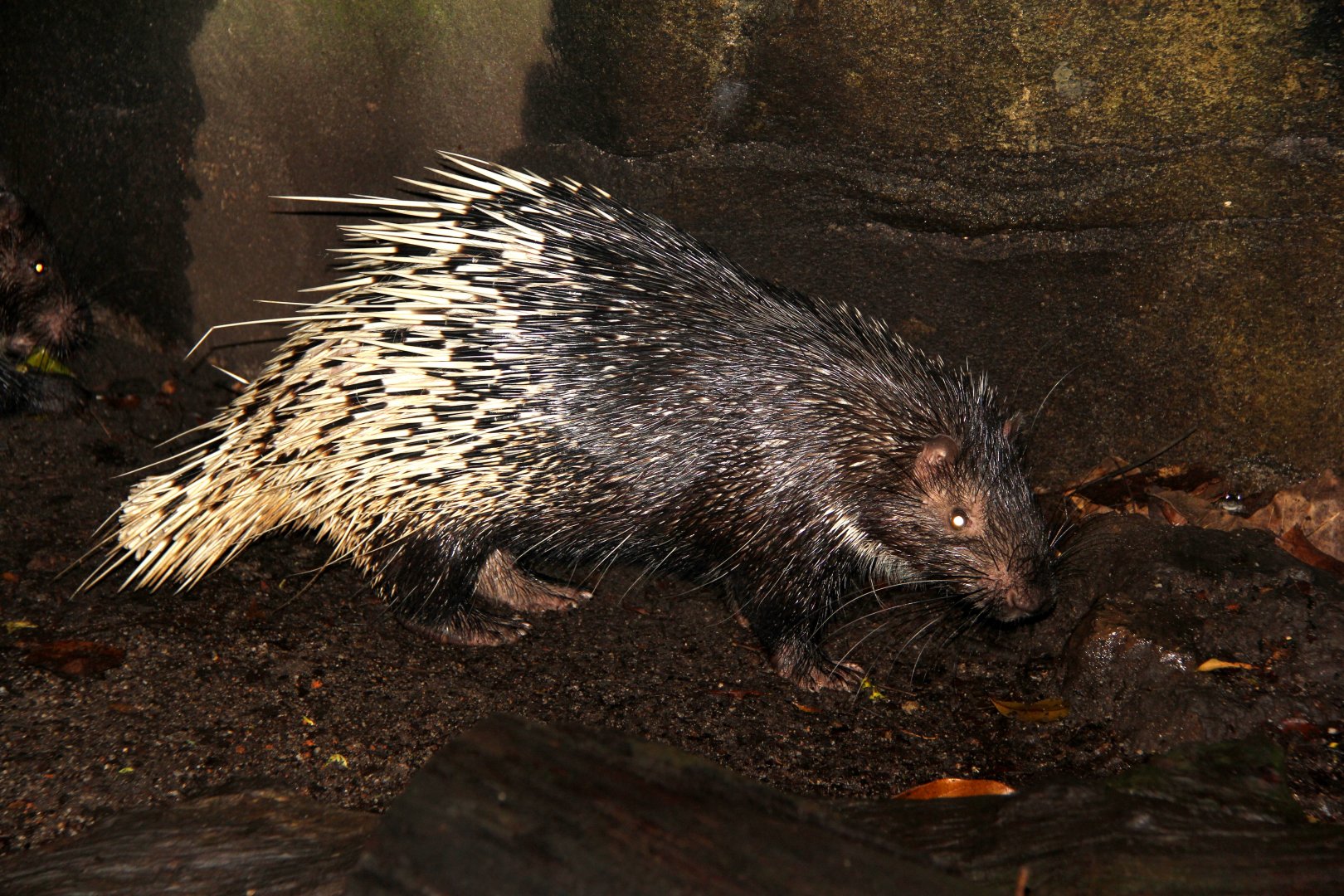 Malayan Porcupine (Hystrix brachyura)