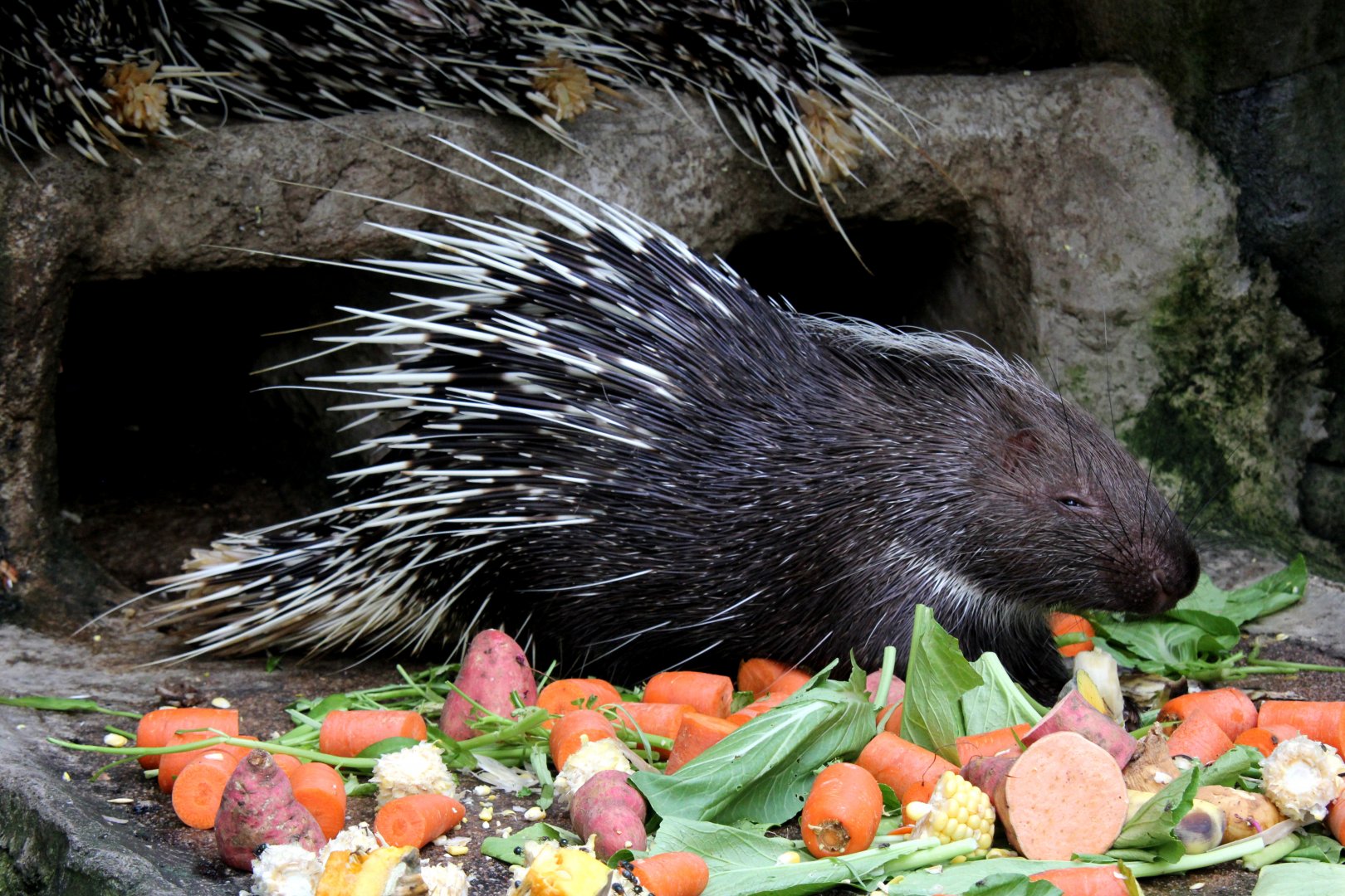 Malayan porcupine (Hystrix brachyura)