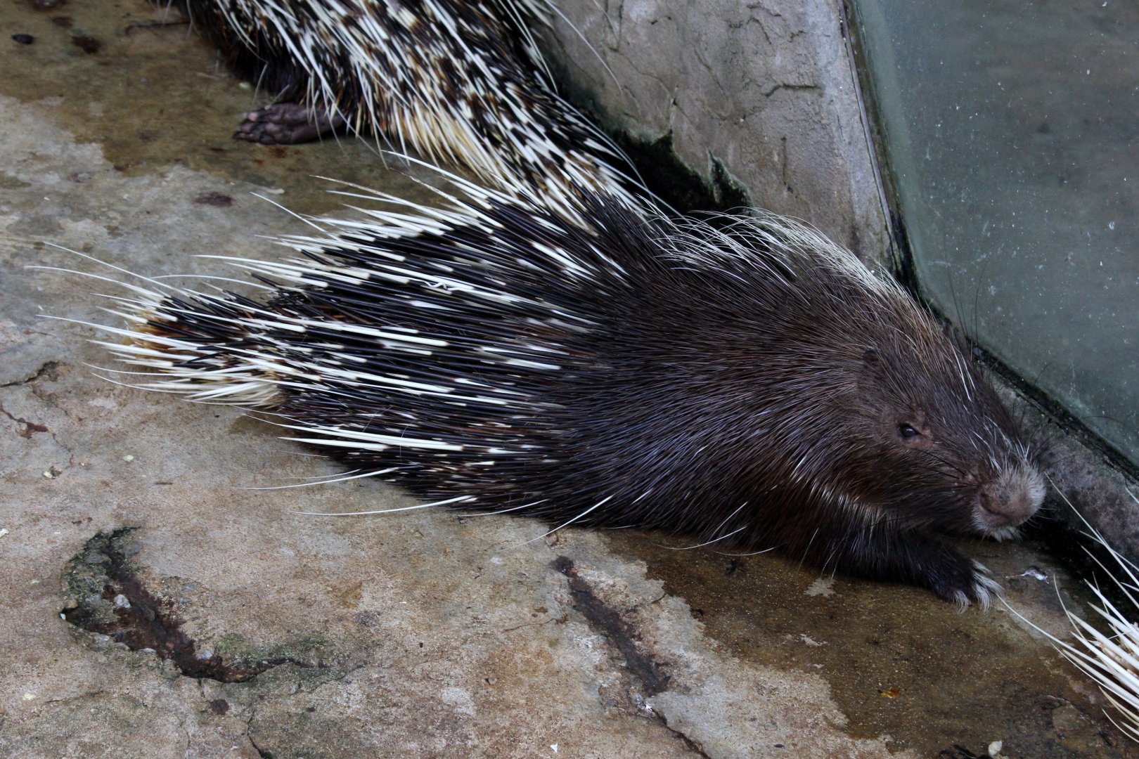 Malayan porcupine (Hystrix brachyura)