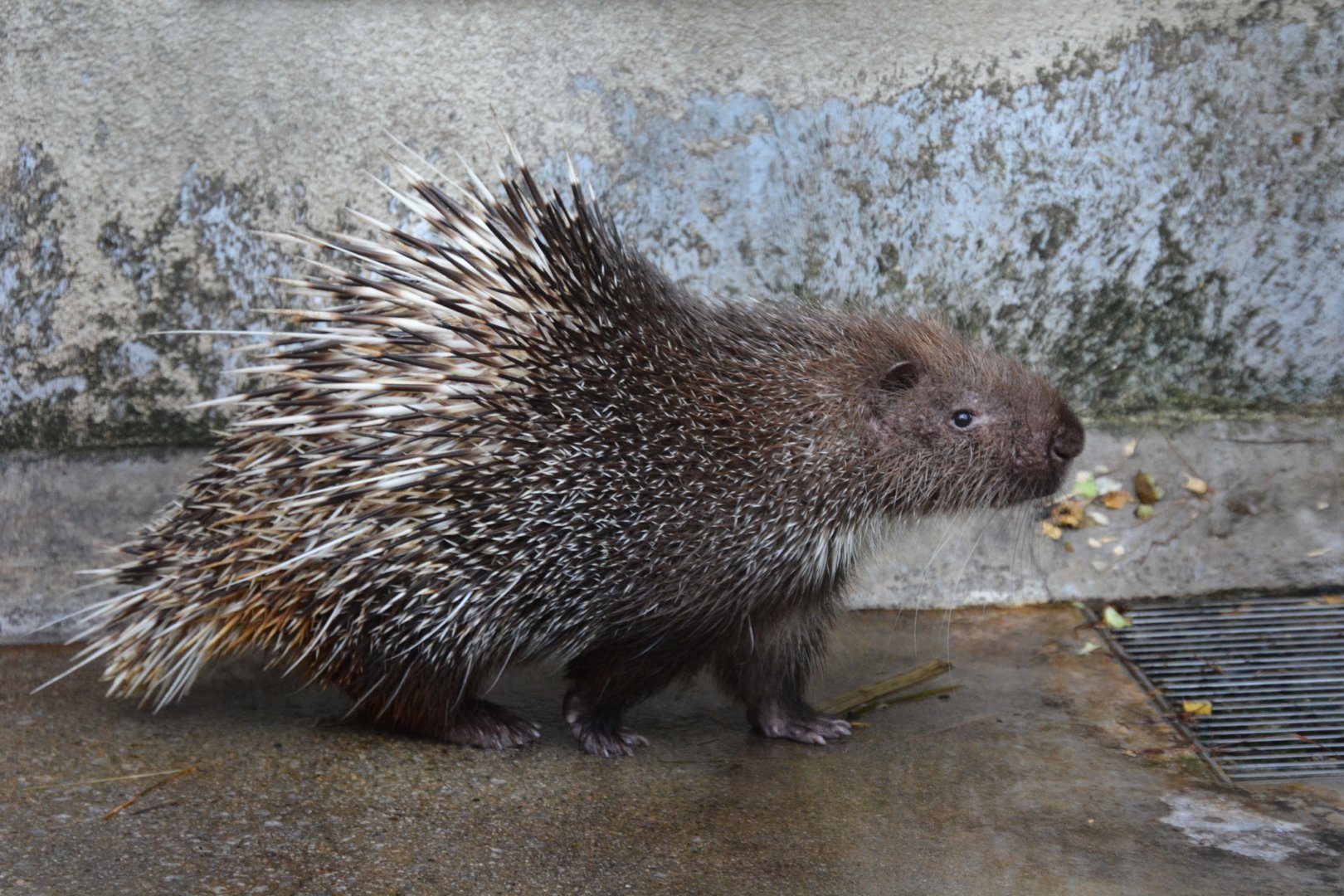 Malayan porcupine (Hystrix brachyura)