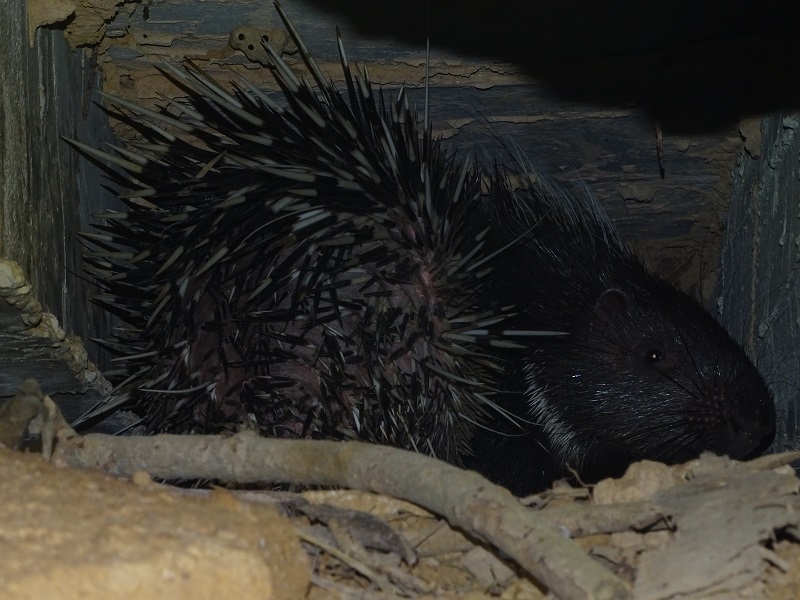 Malayan porcupine (Hystrix brachyura)