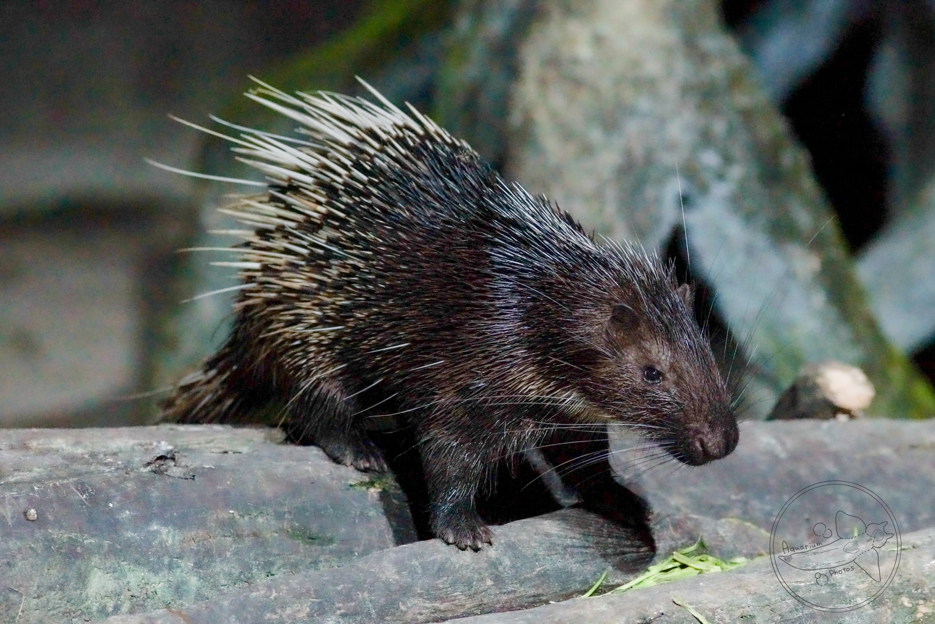 Malayan Porcupine (Hystrix brachyura)