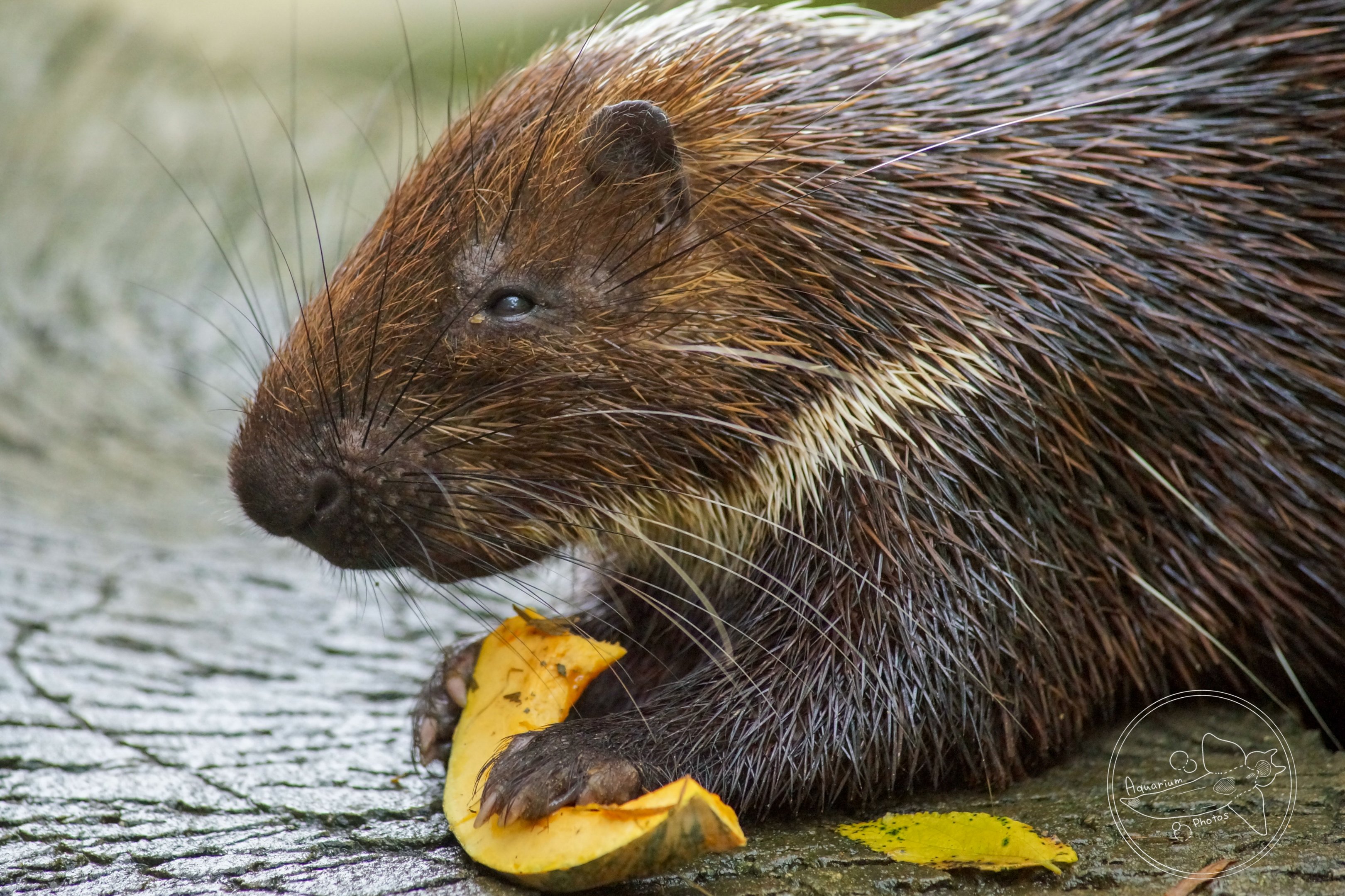 Malayan Porcupine (Hystrix brachyura)