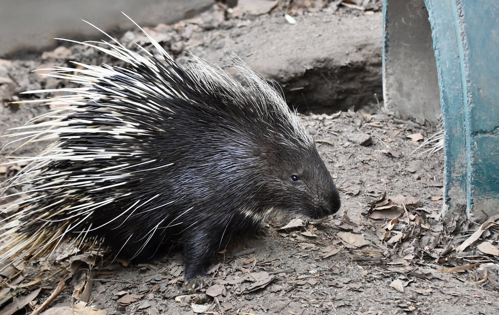 Malayan Porcupine (Hystrix brachyura)