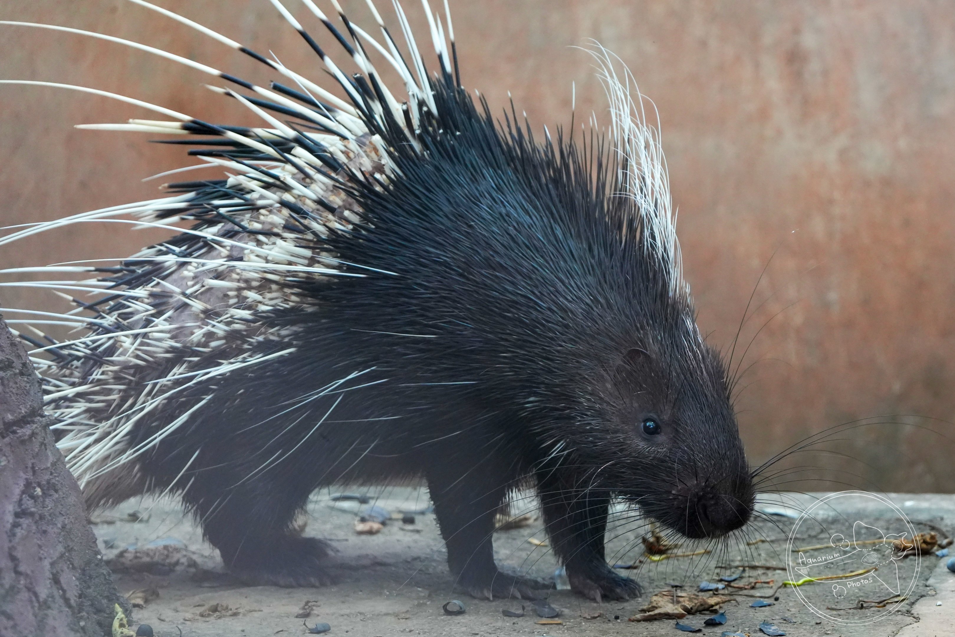 Malayan porcupine (Hystrix brachyura