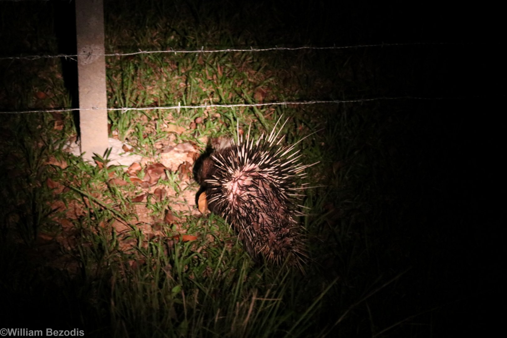 Malayan Porcupine - Khao Yai National Park