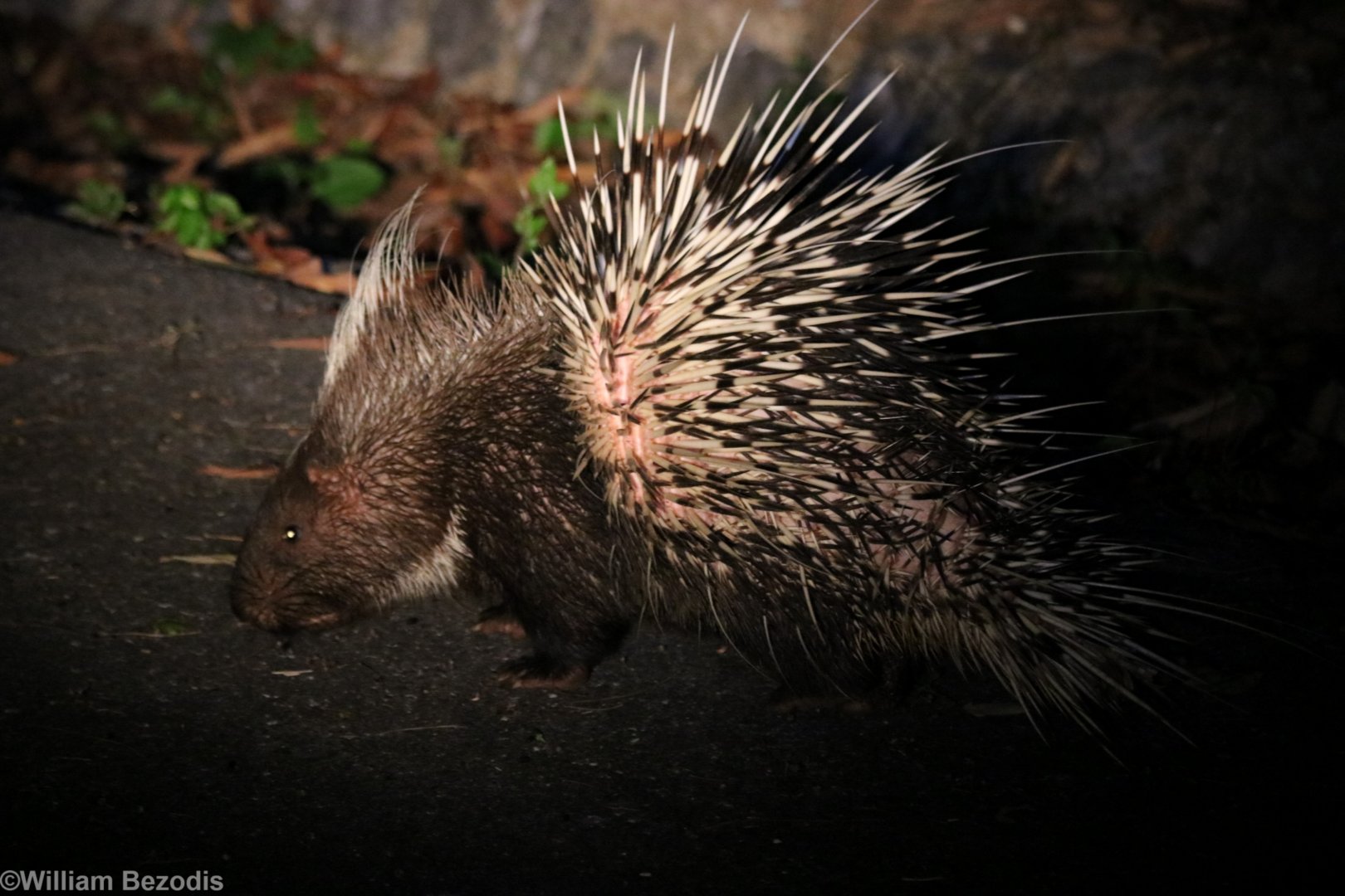 Malayan Porcupine - Khao Yai National Park