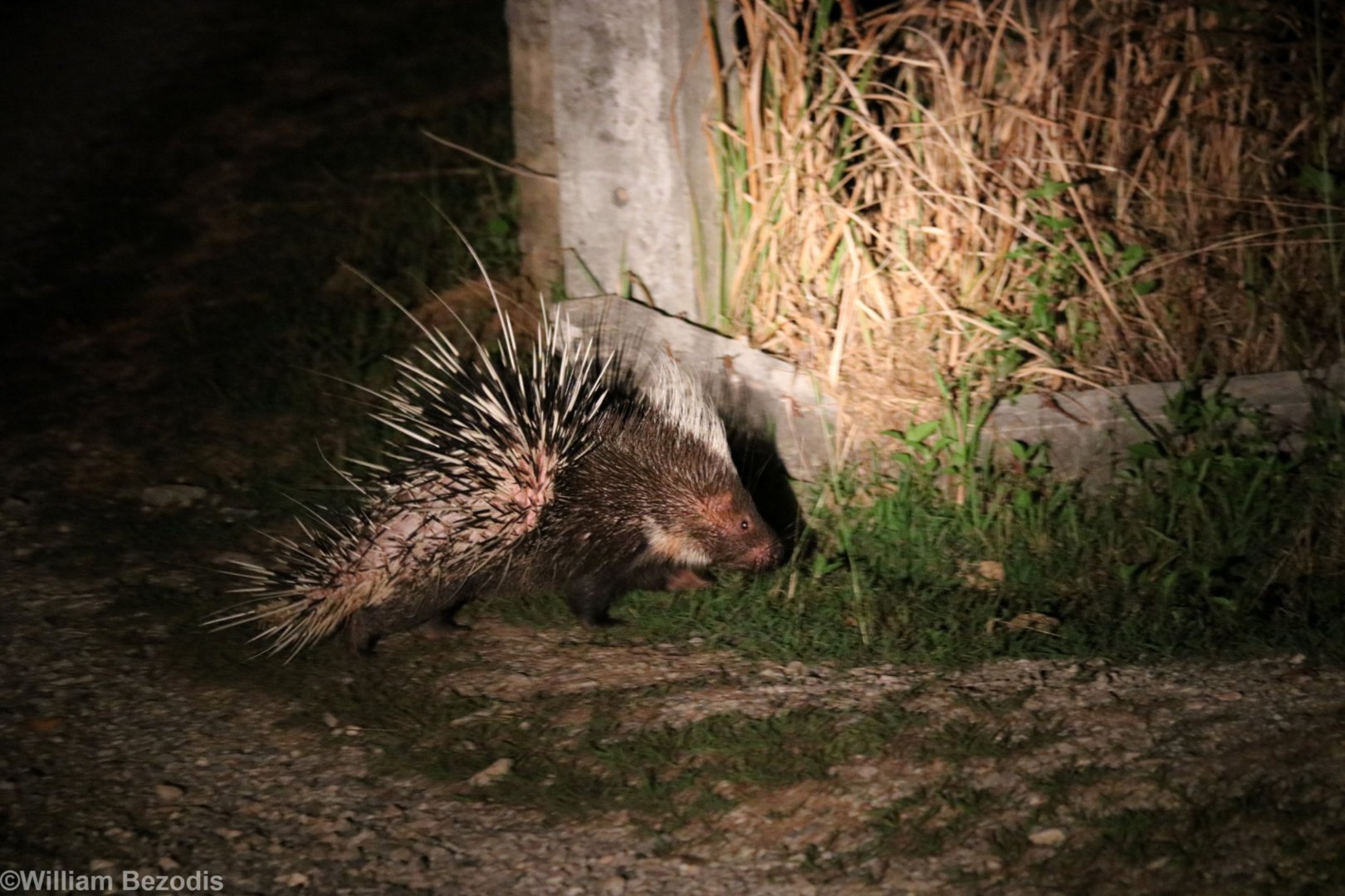 Malayan Porcupine - Khao Yai National Park