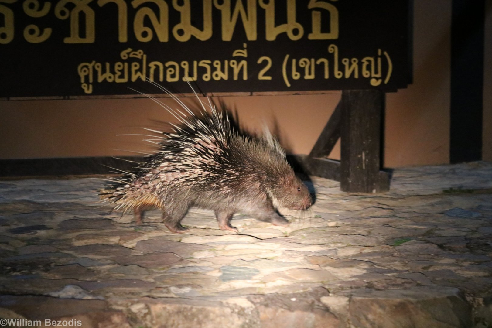 Malayan Porcupine - Khao Yai National Park