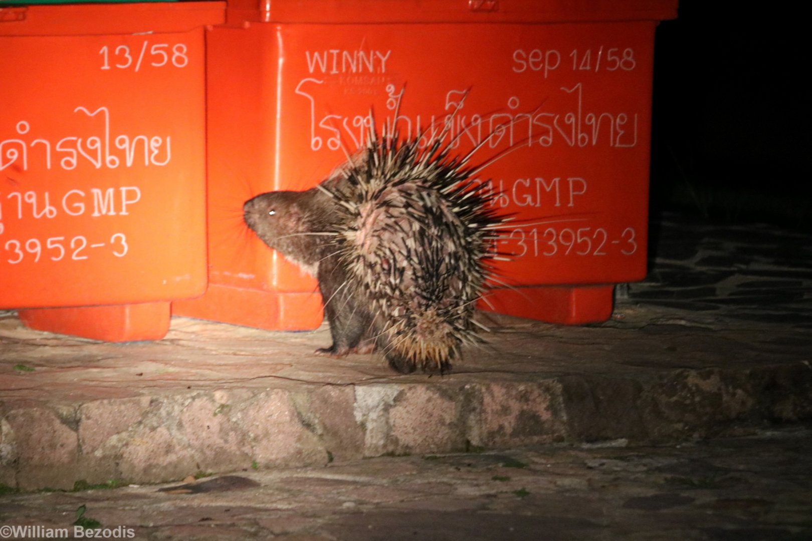 Malayan Porcupine - Khao Yai National Park