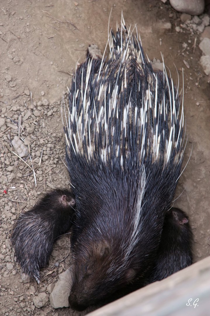 Malayan porcupine nursing its cubs