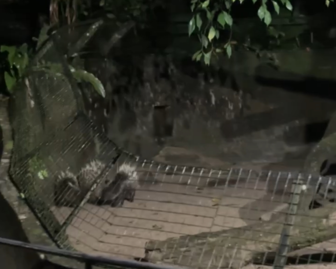 Malayan Porcupine, Taiping Zoo and Night Safari, Perak, Malaysia