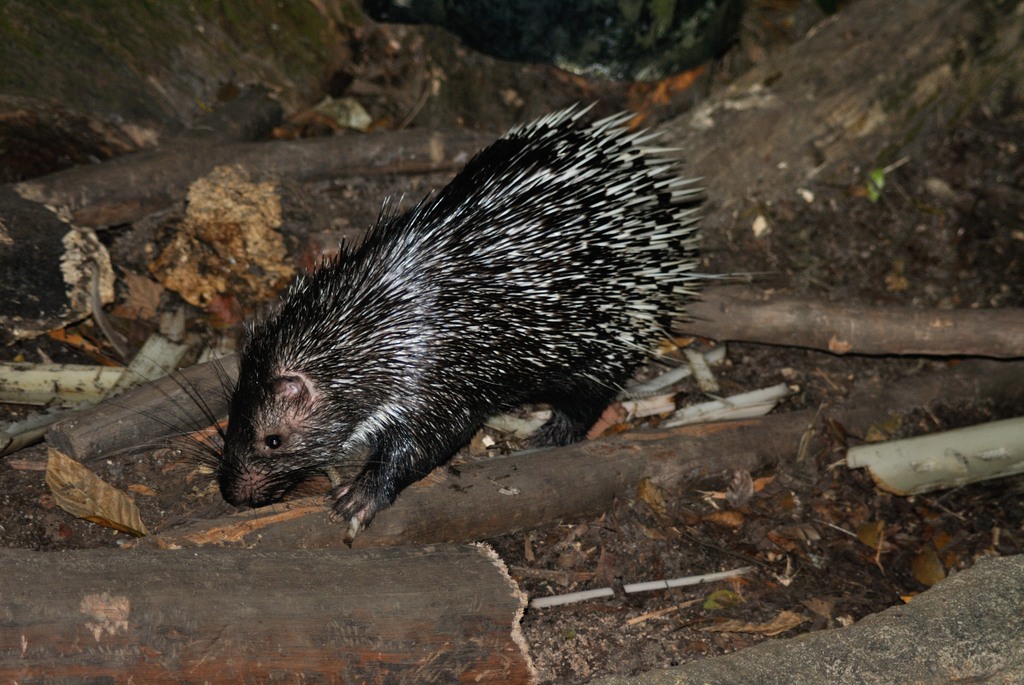 Malayan porcupine
