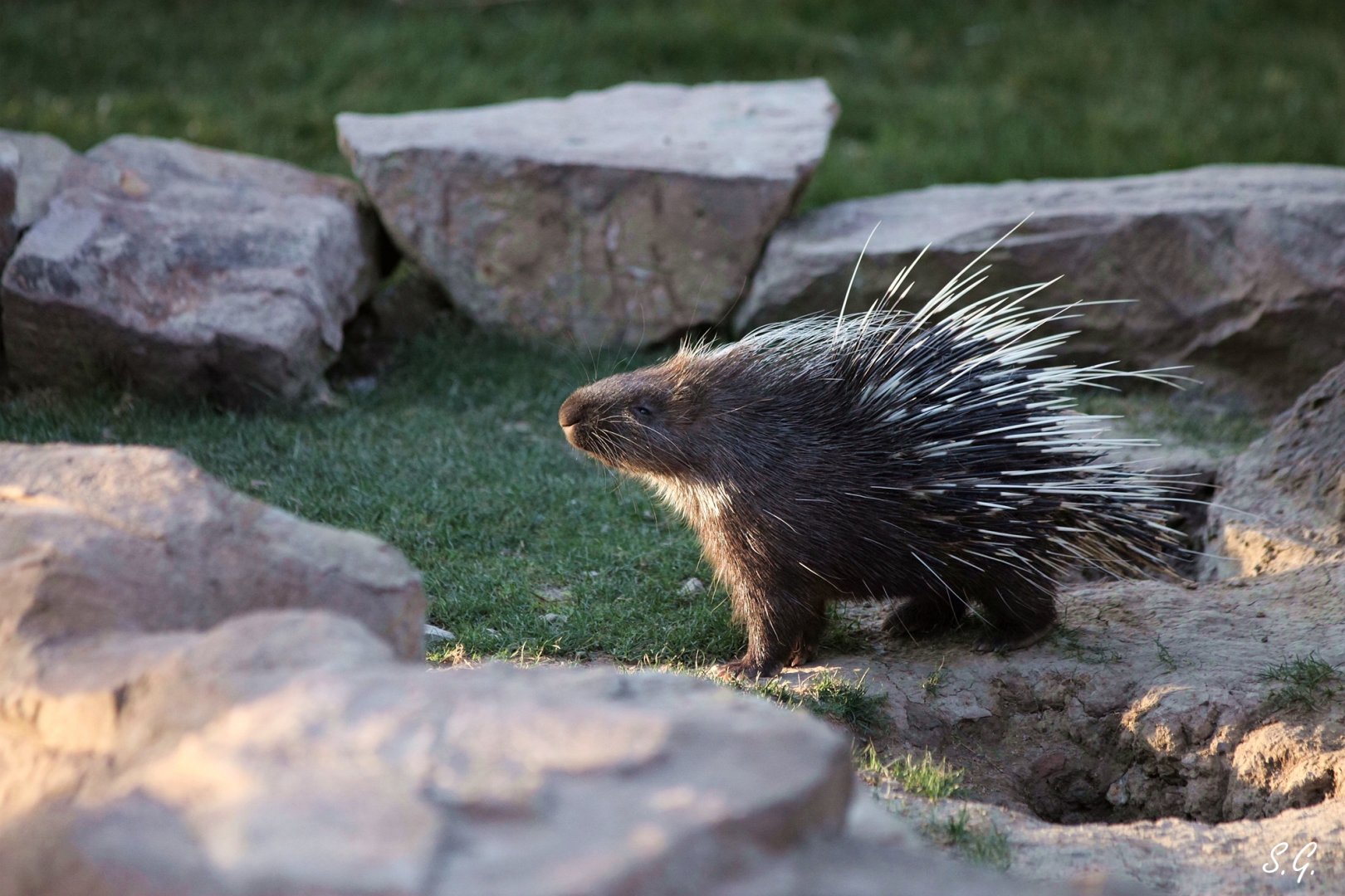 Malayan porcupine