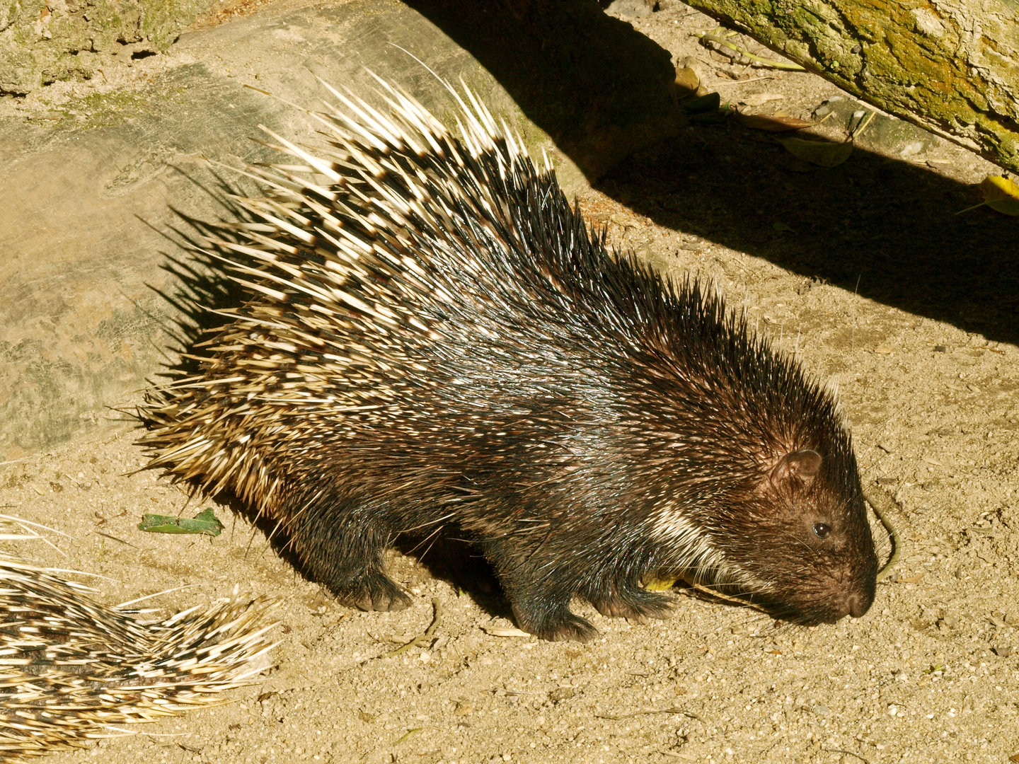Malayan porcupine