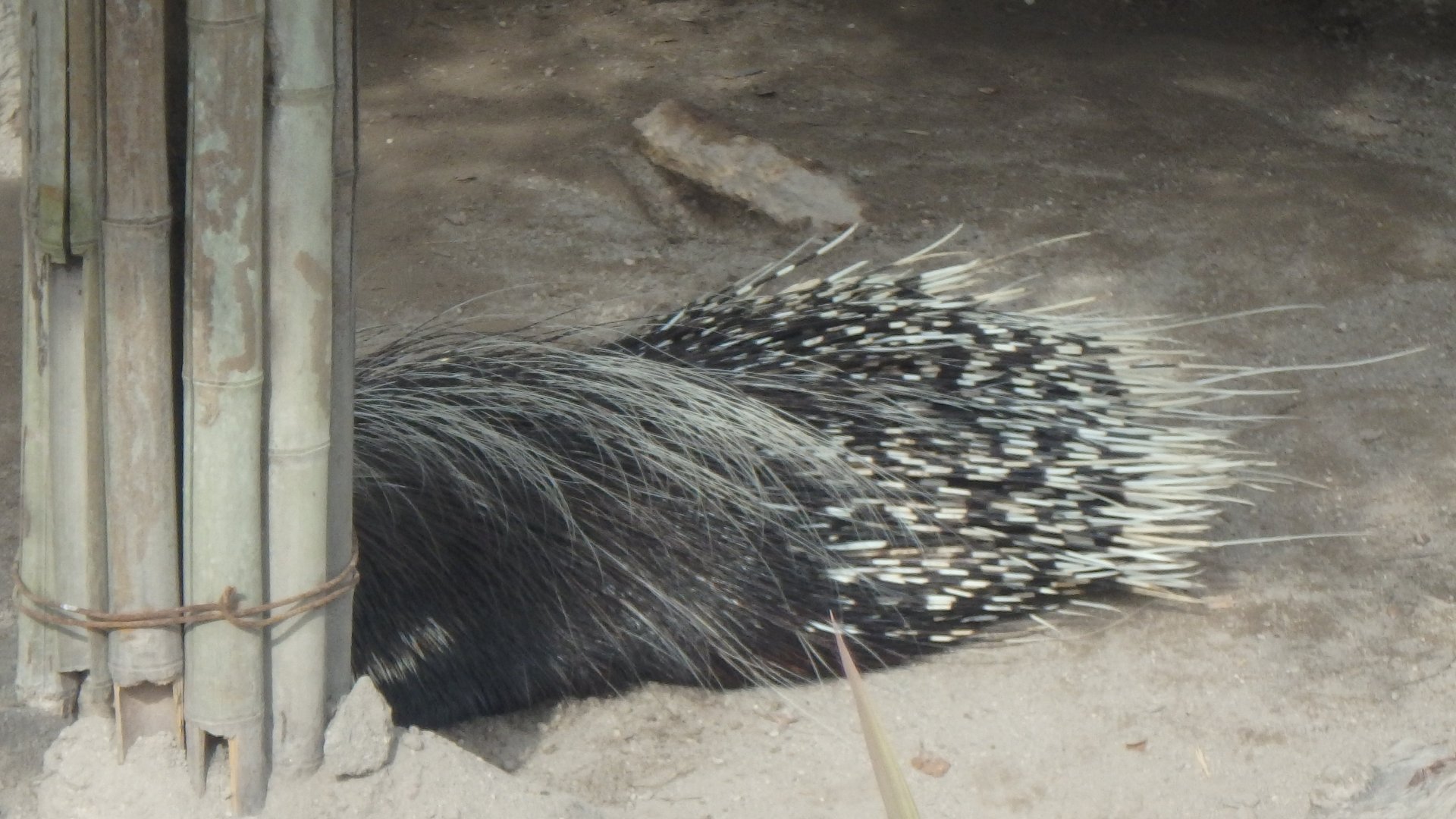 Malayan Porcupine
