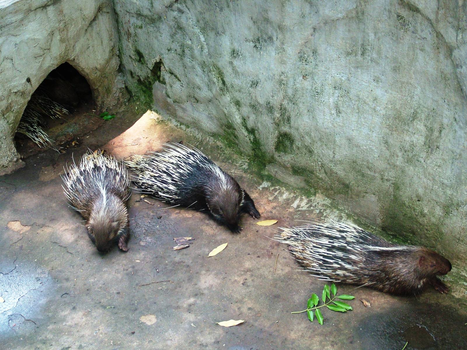 Malayan Porcupines at Saigon Zoo, 16/03/12