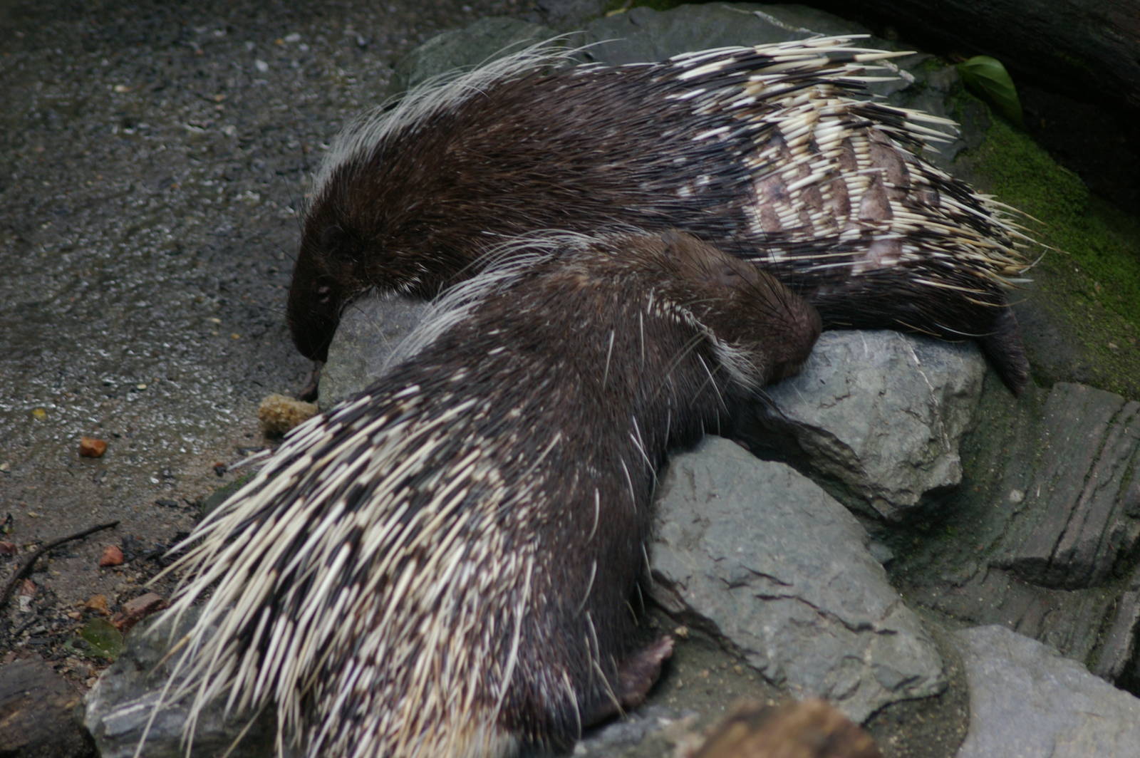 Malayan porcupines, Chiang Mai Zoo (Thailand)