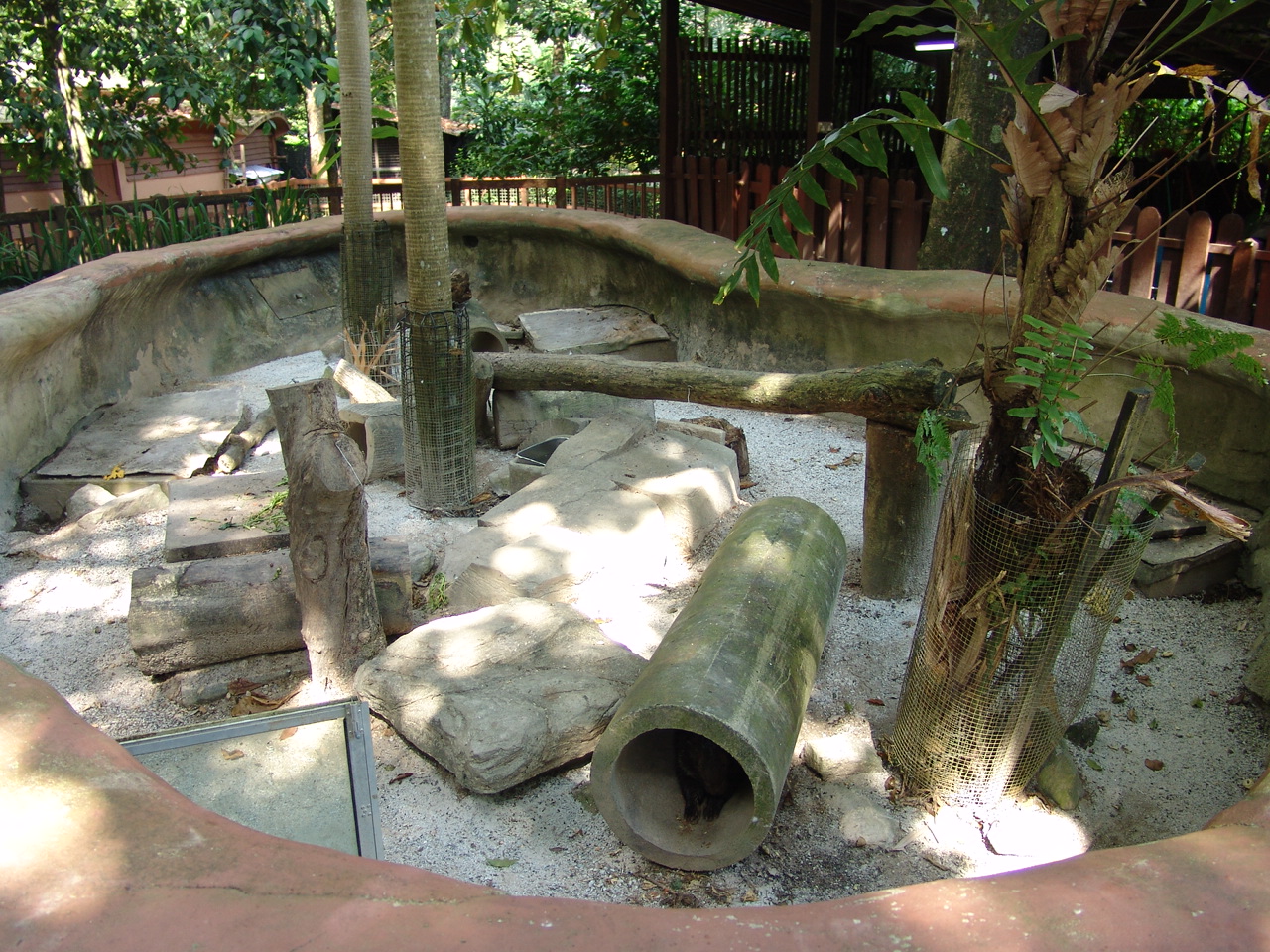 Malayan Porcupine's (Hystrix brachyura) enclosure