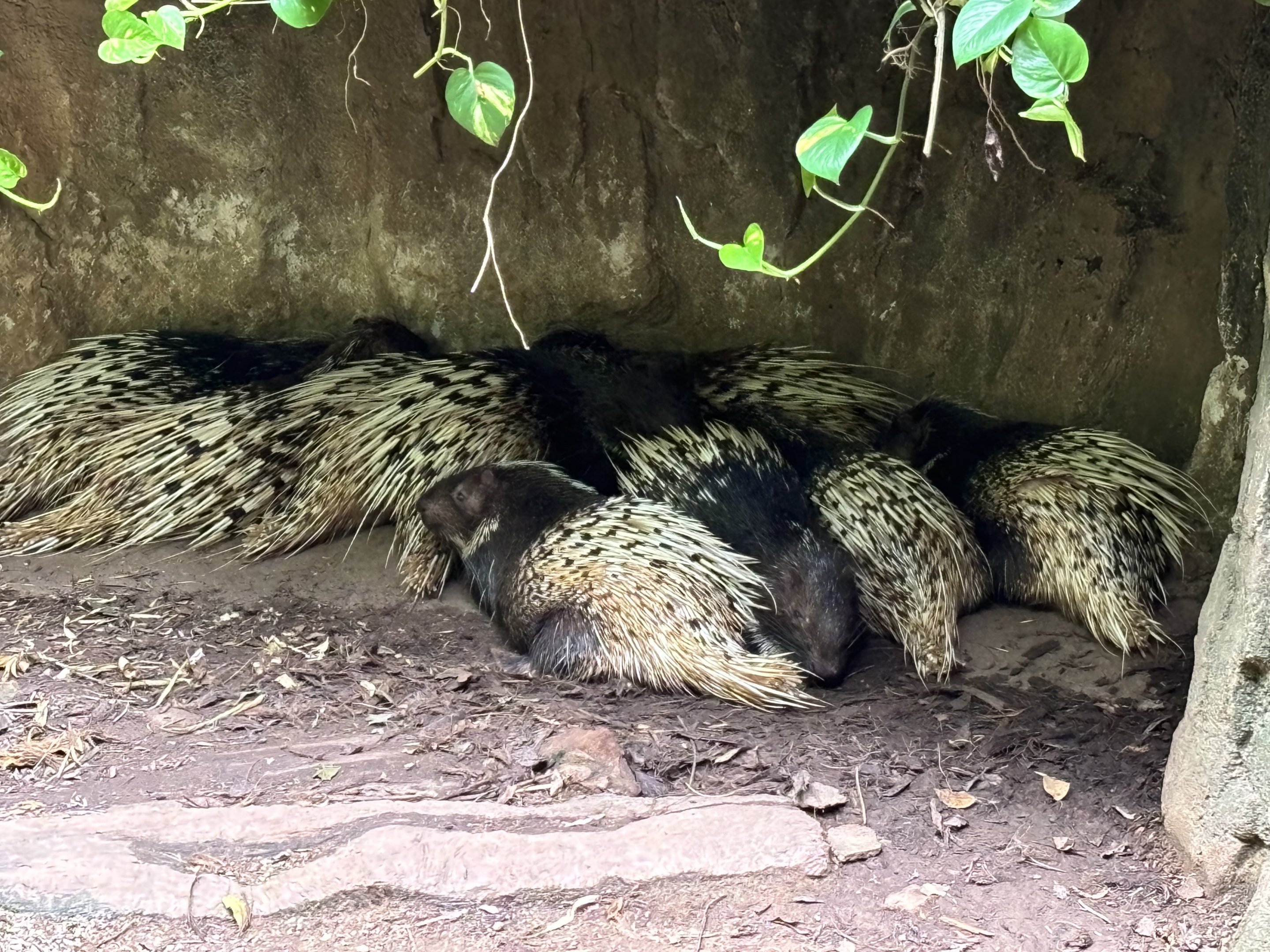 Malayan Porcupines - Lost World of Tambun