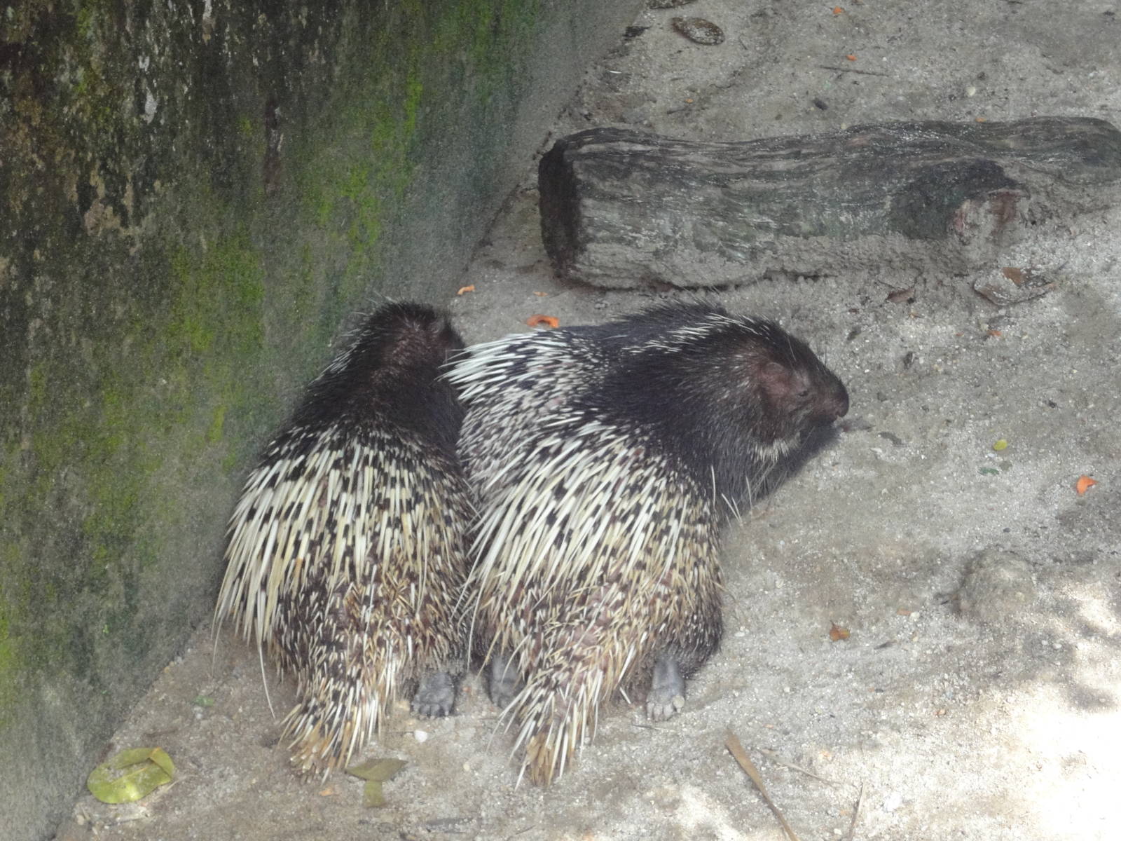 Malayan Porcupines Resting