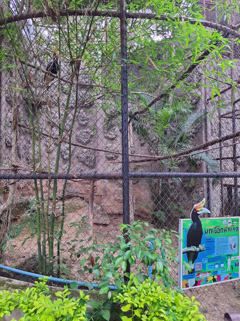 Malayan Rhinoceros Hornbill Exhibit