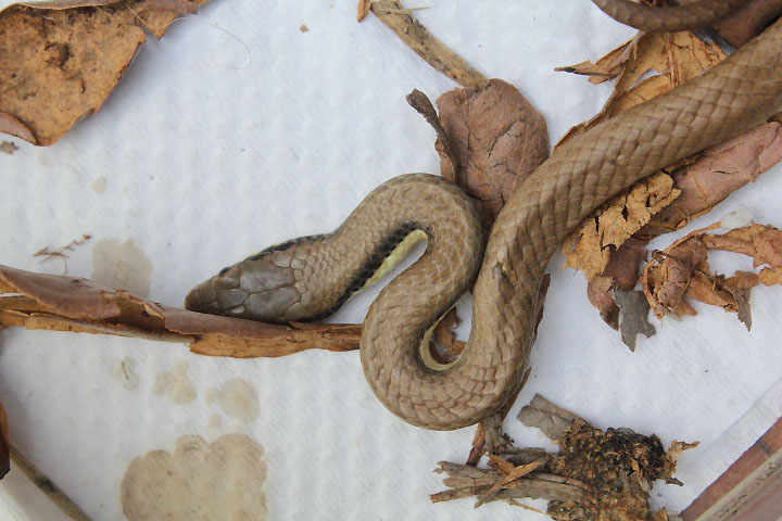 Malayan ringneck (Liopeltis tricolor)