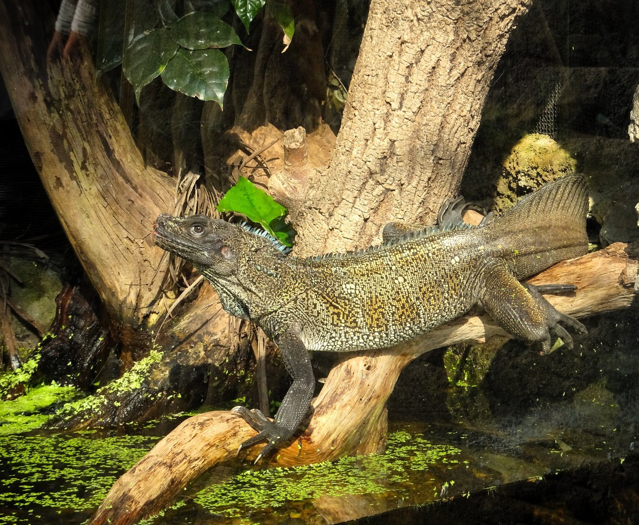 Malayan Sail-Finned Lizard 13 September 2025