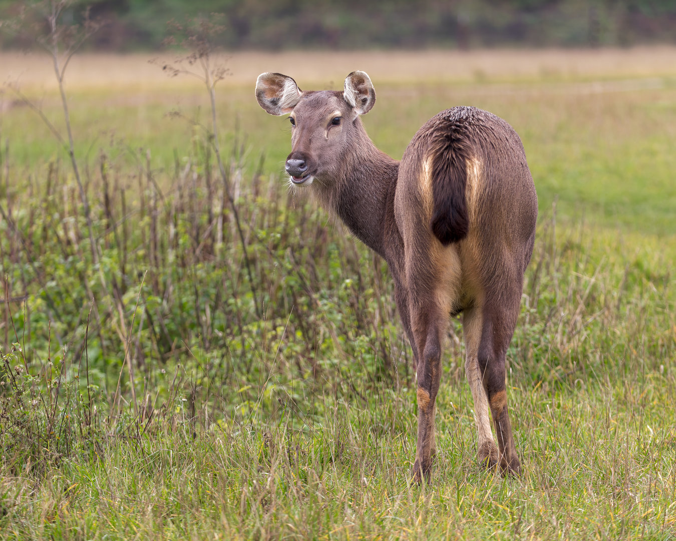 Malayan Samba Seer / Watatunga / 27-11-22