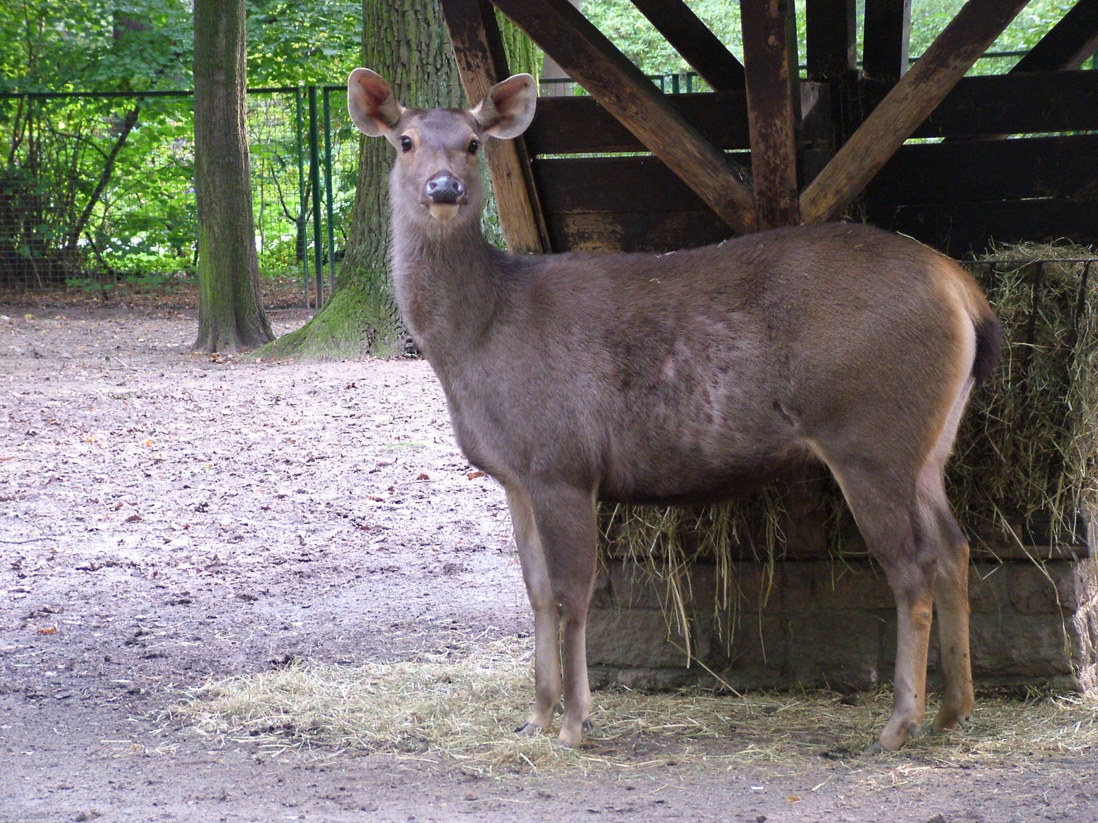 Malayan Sambar at Tierpark Berlin, 30/08/11
