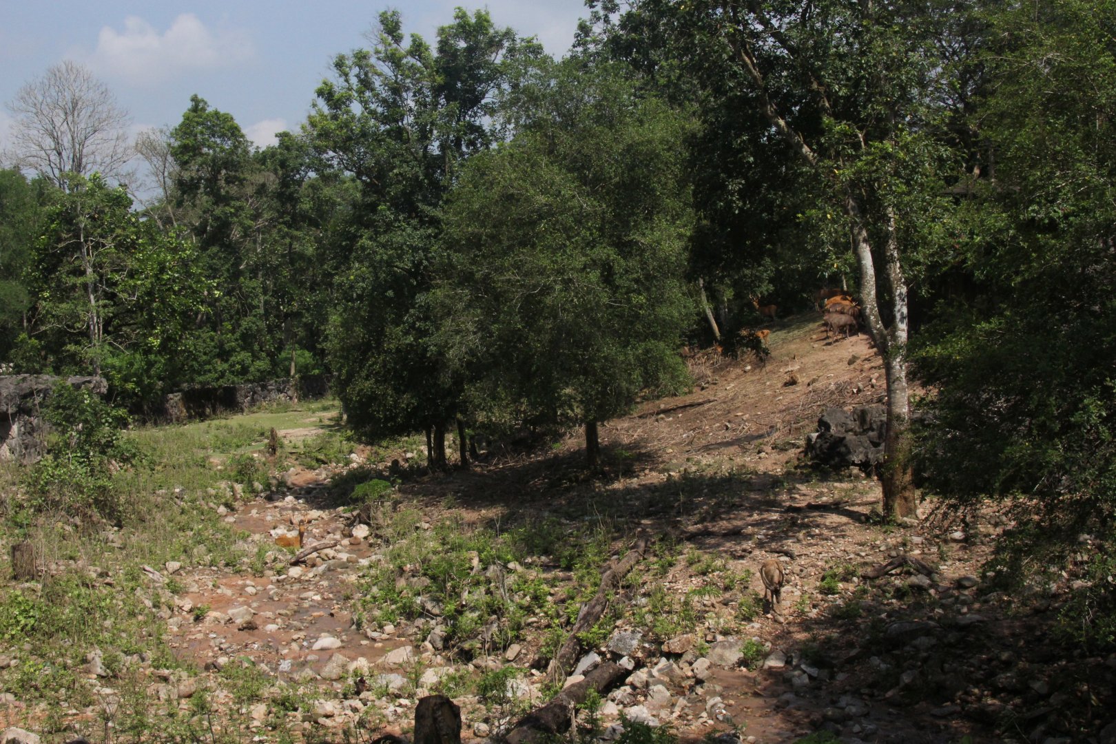 Malayan sambar deer & barasingha exhibit