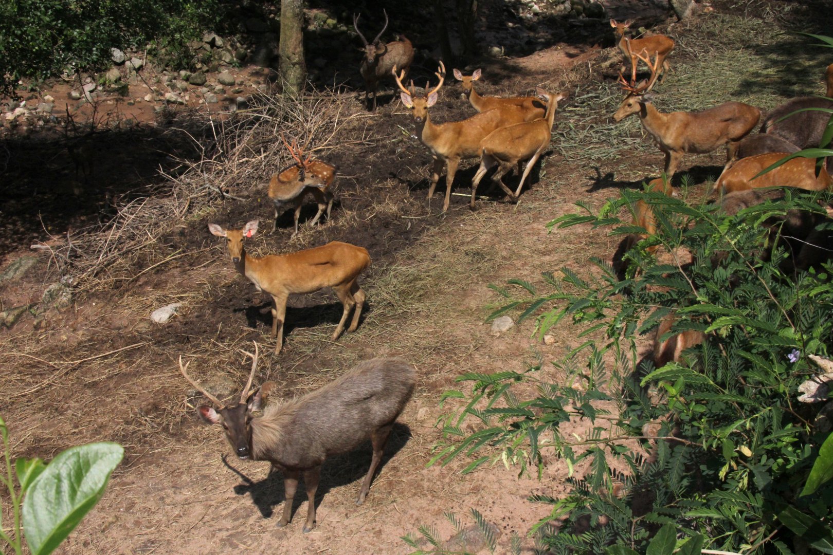 Malayan sambar deer (Rusa unicolor equina) & barasingha (Rucervus duvaucelii) herd