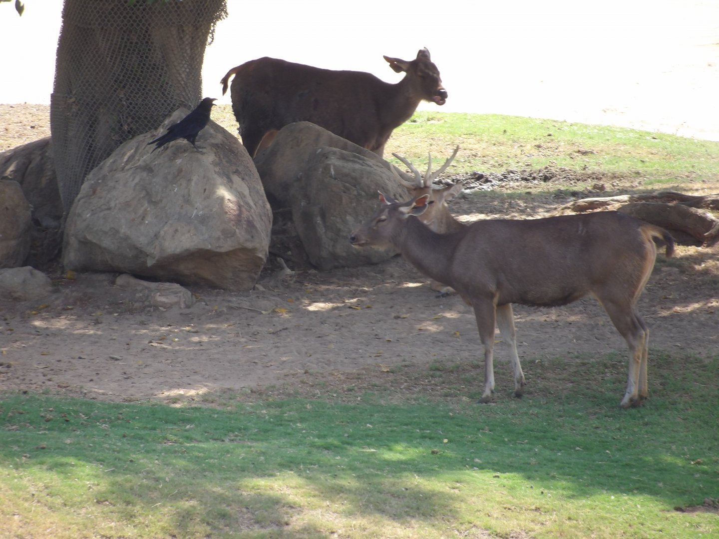 Malayan Sambar Deer(Rusa unicolor equina)