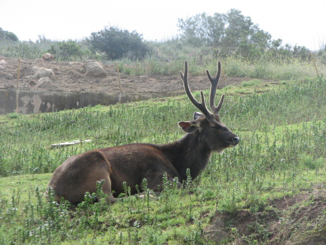 Malayan sambar deer