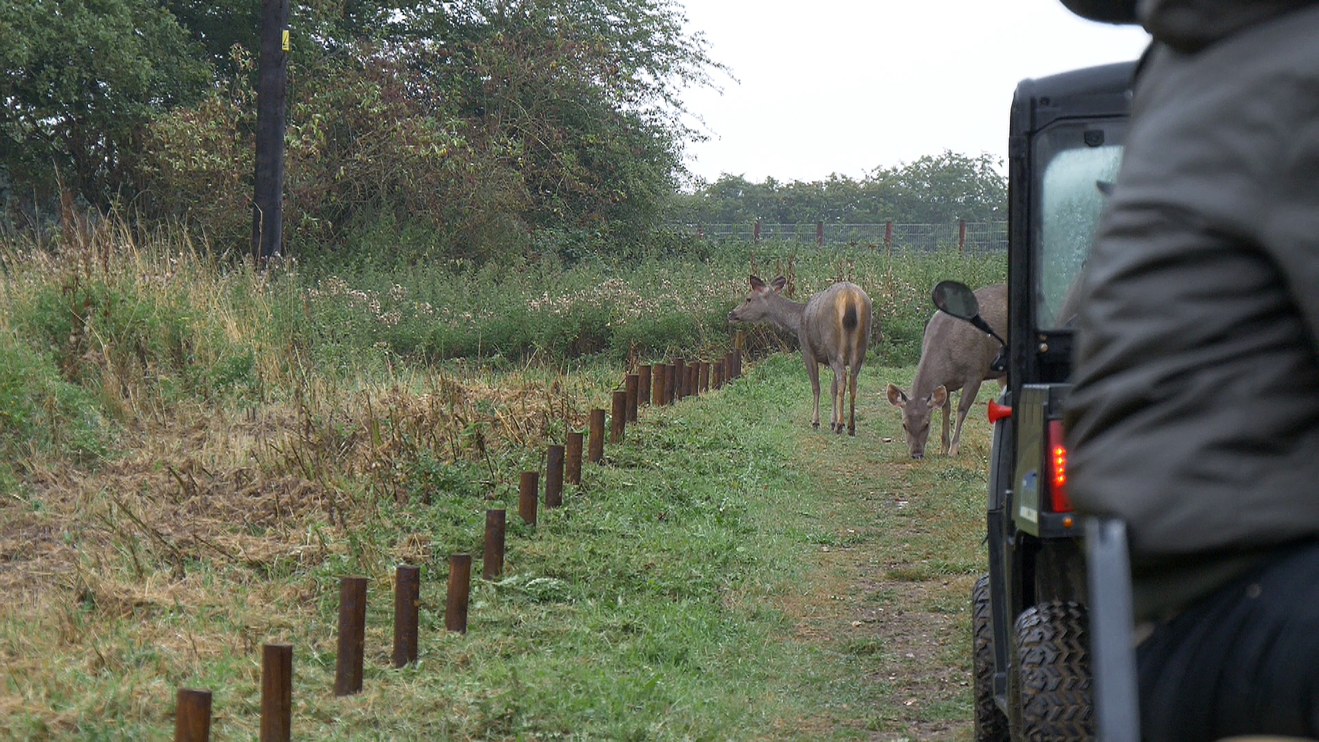 Malayan Sambar deer