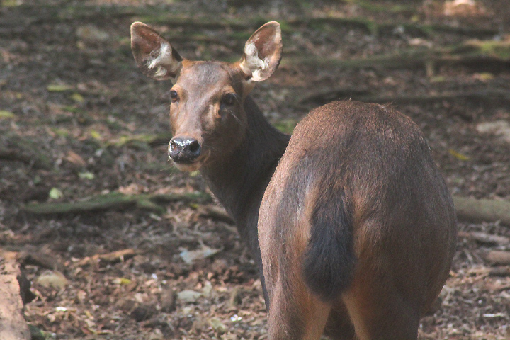 Malayan sambar (Rusa unicolor equina)