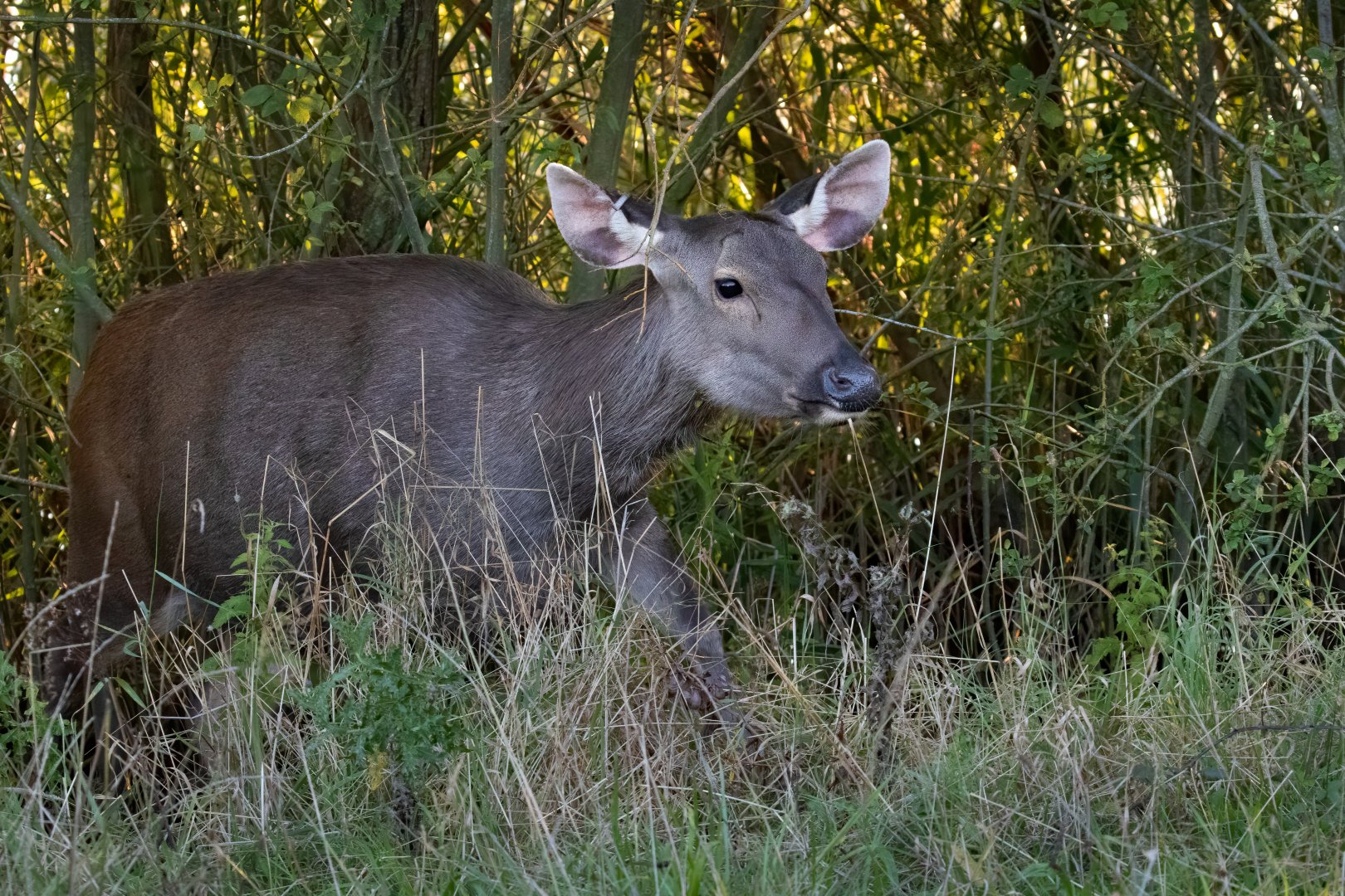 Malayan Sambar / Watatunga / 1-9-20