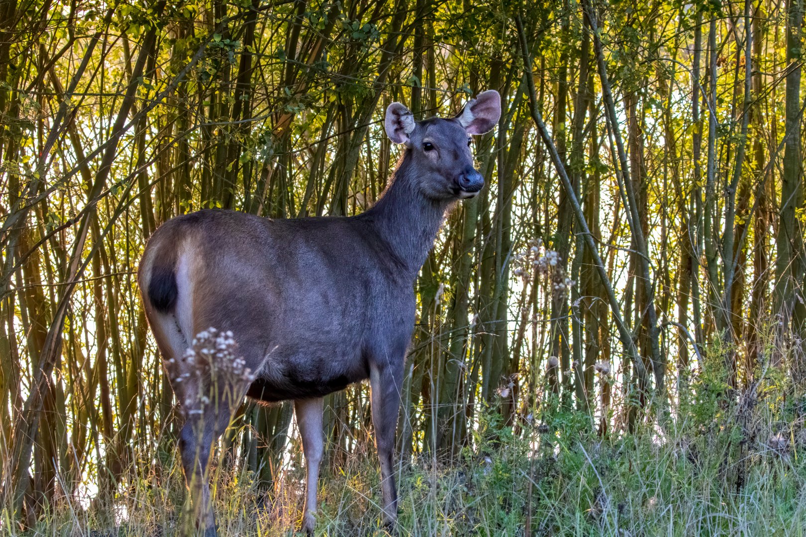 Malayan Sambar  / Watatunga / 1-9-20
