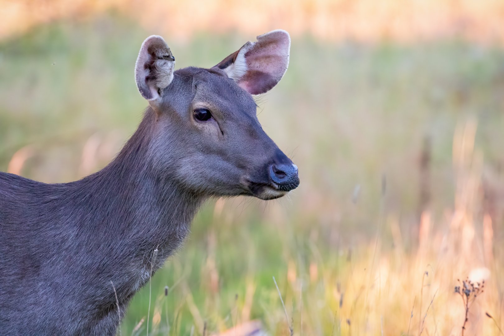 Malayan Sambar  / Watatunga / 1-9-20