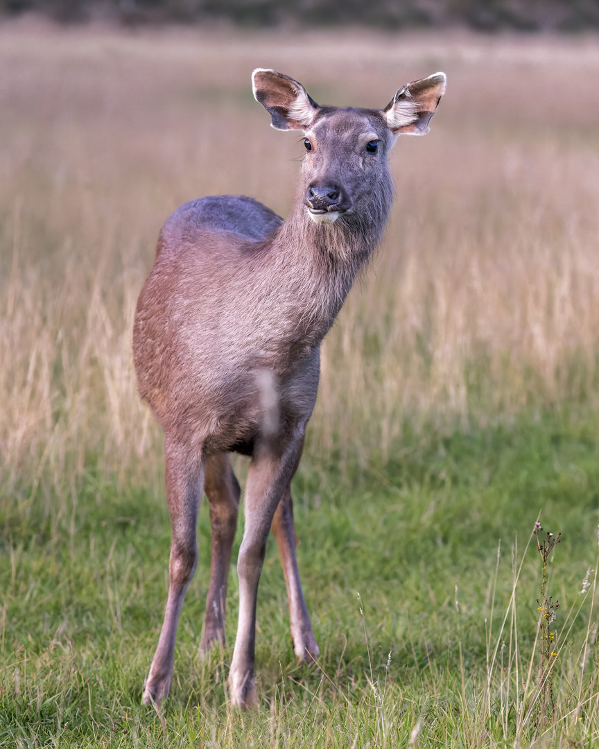 Malayan Sambar / Watatunga / 15-9-22