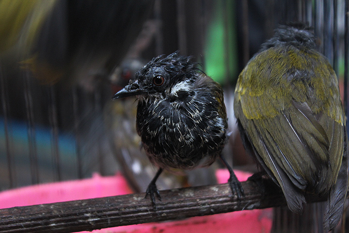 Malayan scaly-breasted bulbul (Ixodia squamata webberi)