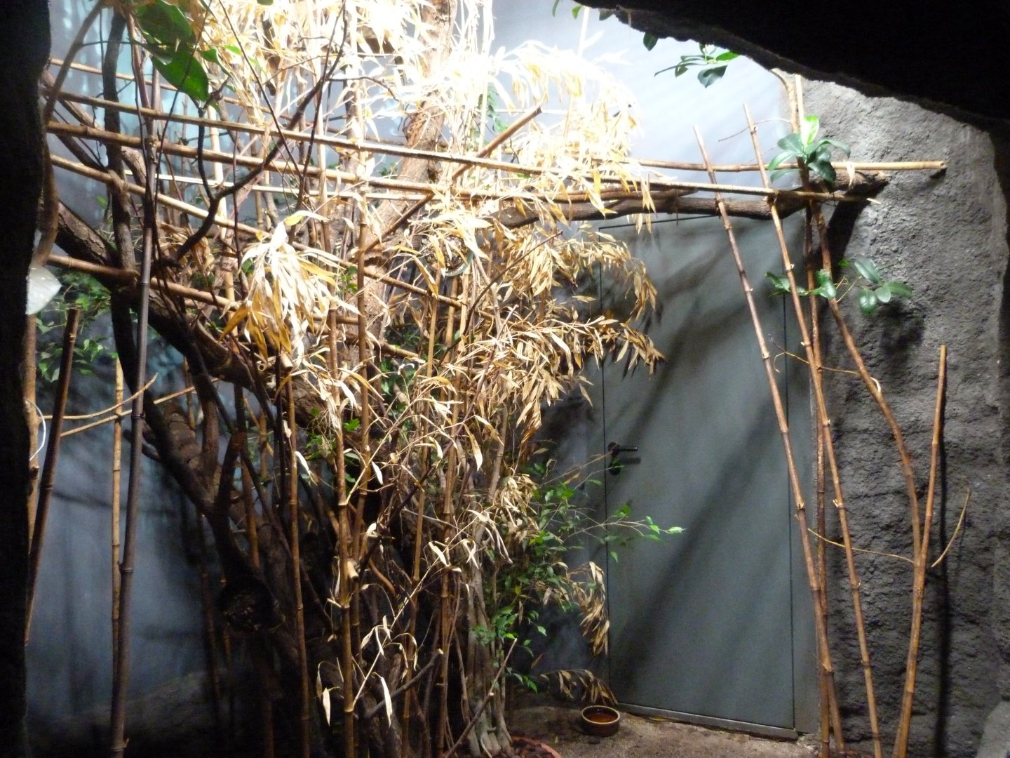 Malayan slow loris exhibit -Zoo Praha (2025)