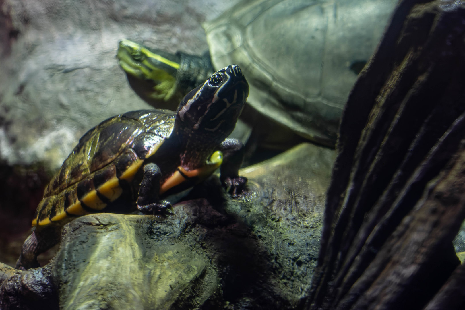 Malayan snail-eating turtle (Malayemys subtrijuga)
