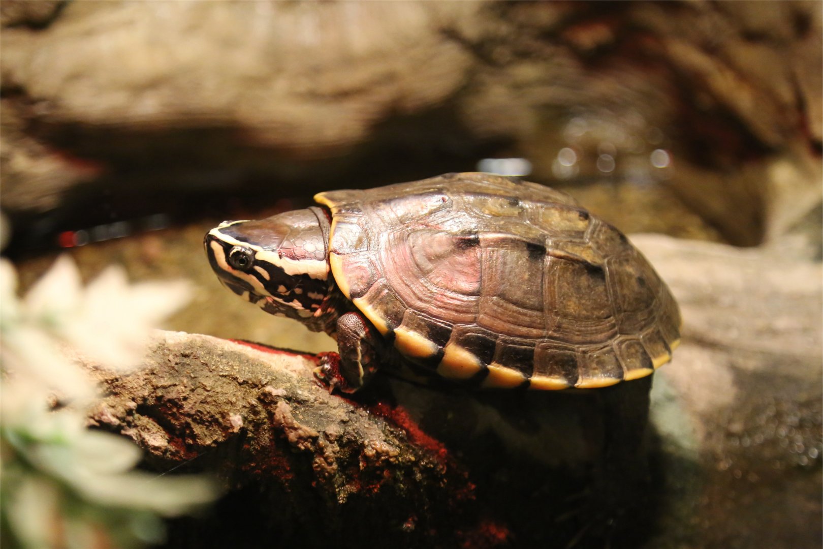 Malayan Snail-eating Turtle (Malayemys subtrijuga)