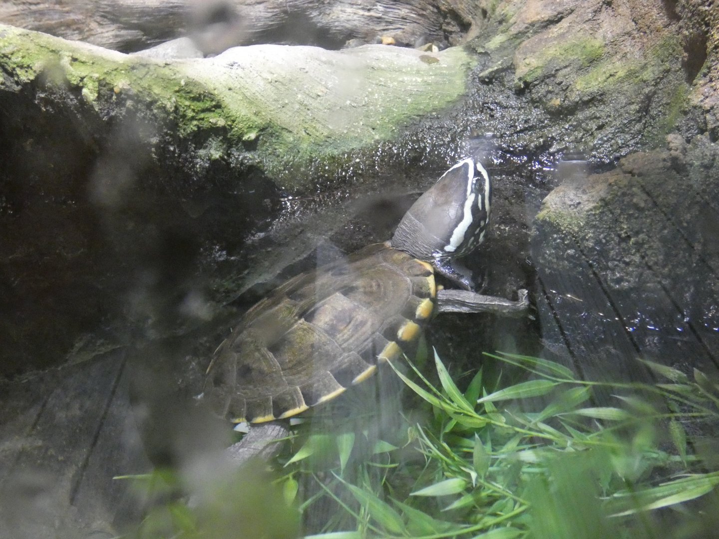 Malayan Snail-eating Turtle