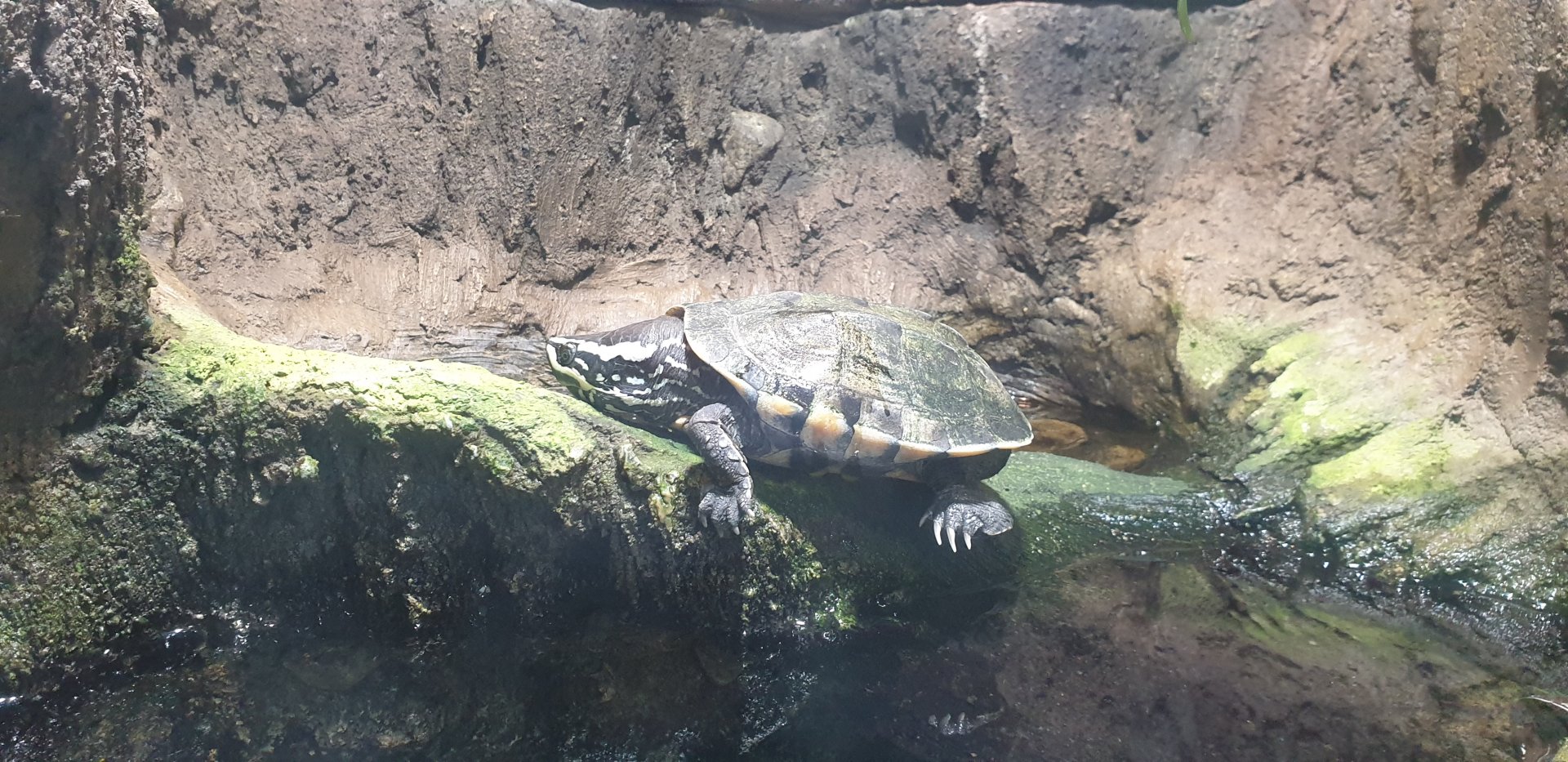 Malayan Snail Eating Turtle