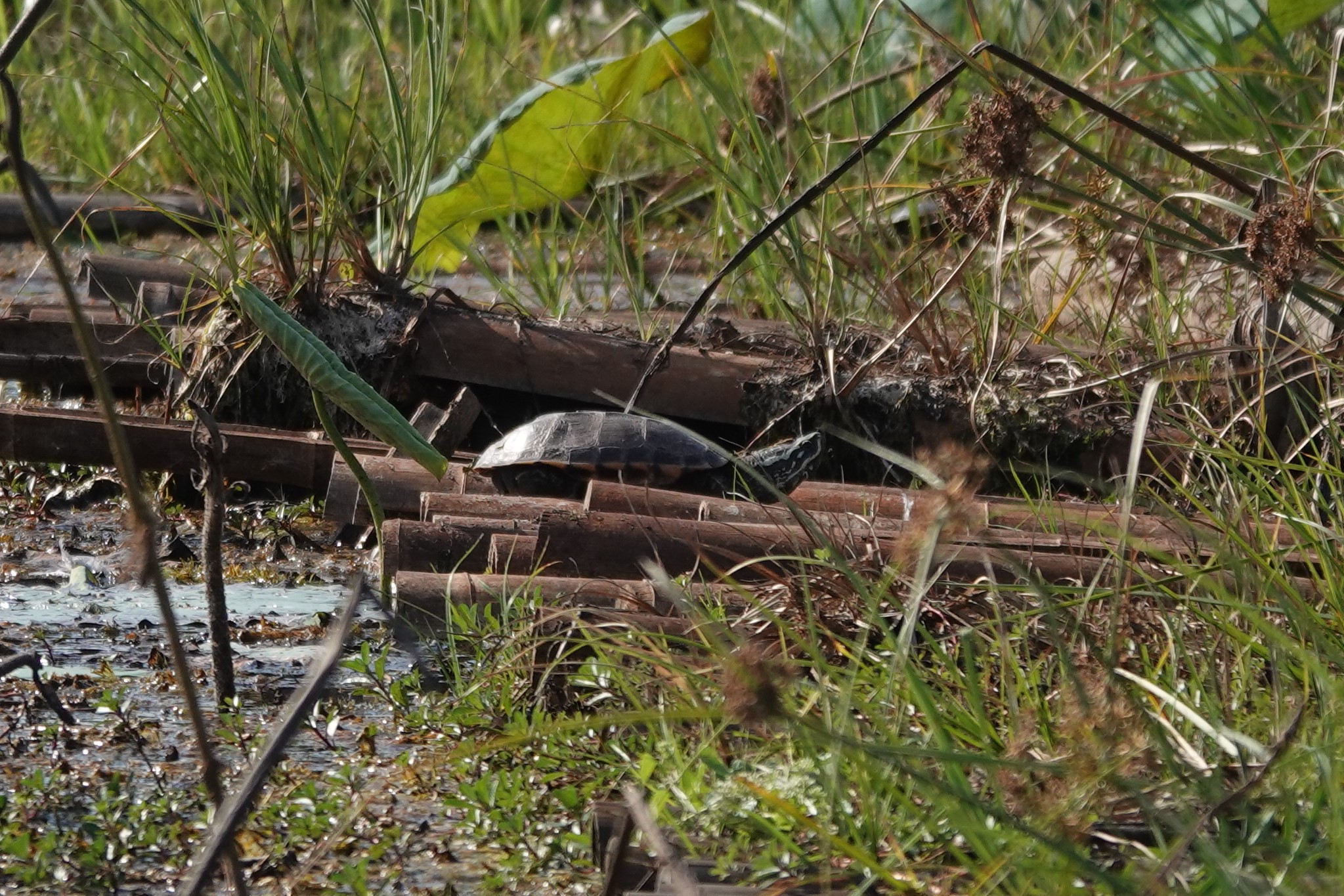 Malayan snail-eating turtle