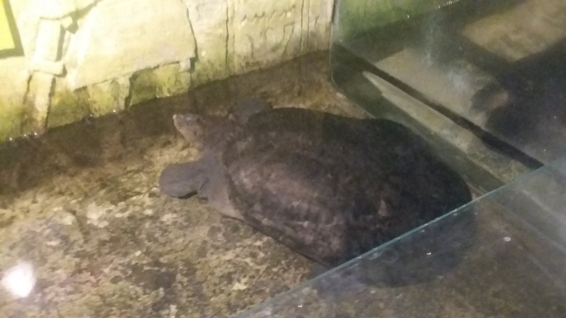 Malayan softshell turtle (Dogania subplana)
