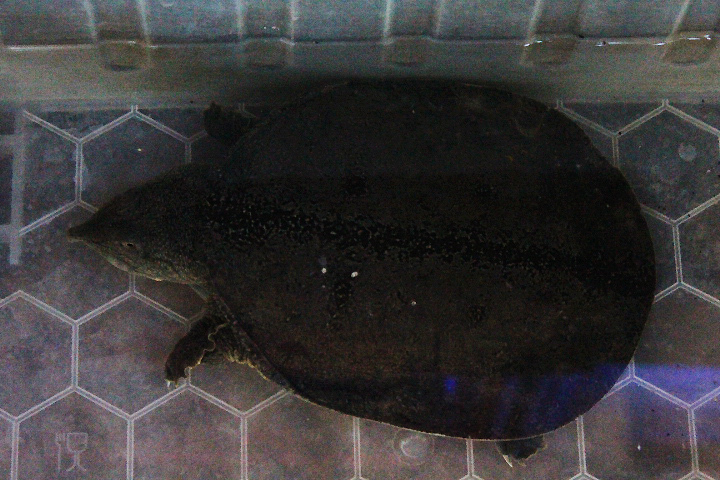 Malayan softshell turtle (Dogania subplana)